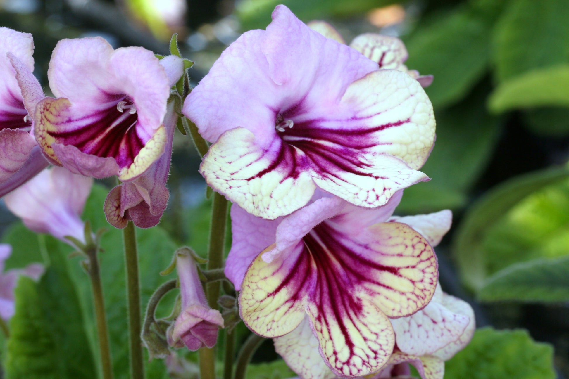A Collection of Harlequin Streptocarpus - Dibleys