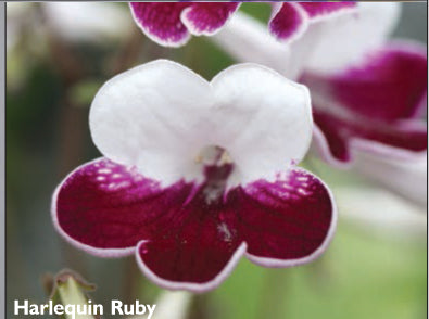 Harlequin Ruby - Dibleys