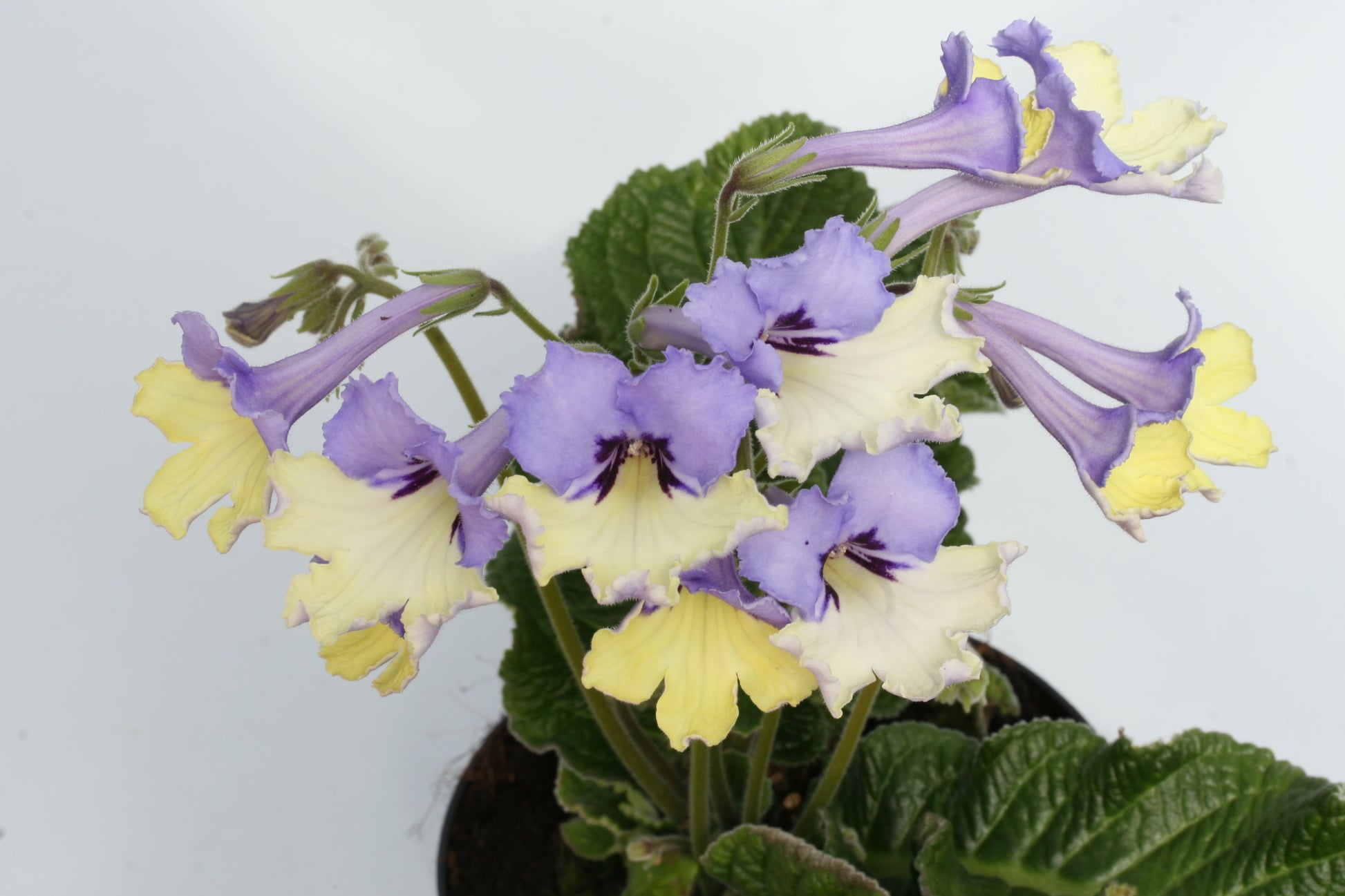 A Collection of Harlequin Streptocarpus - Dibleys
