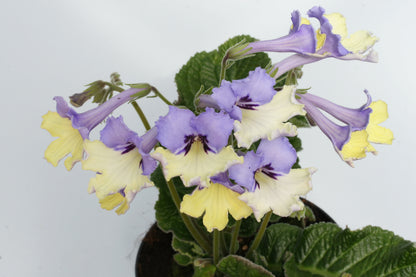 A Collection of Harlequin Streptocarpus - Dibleys