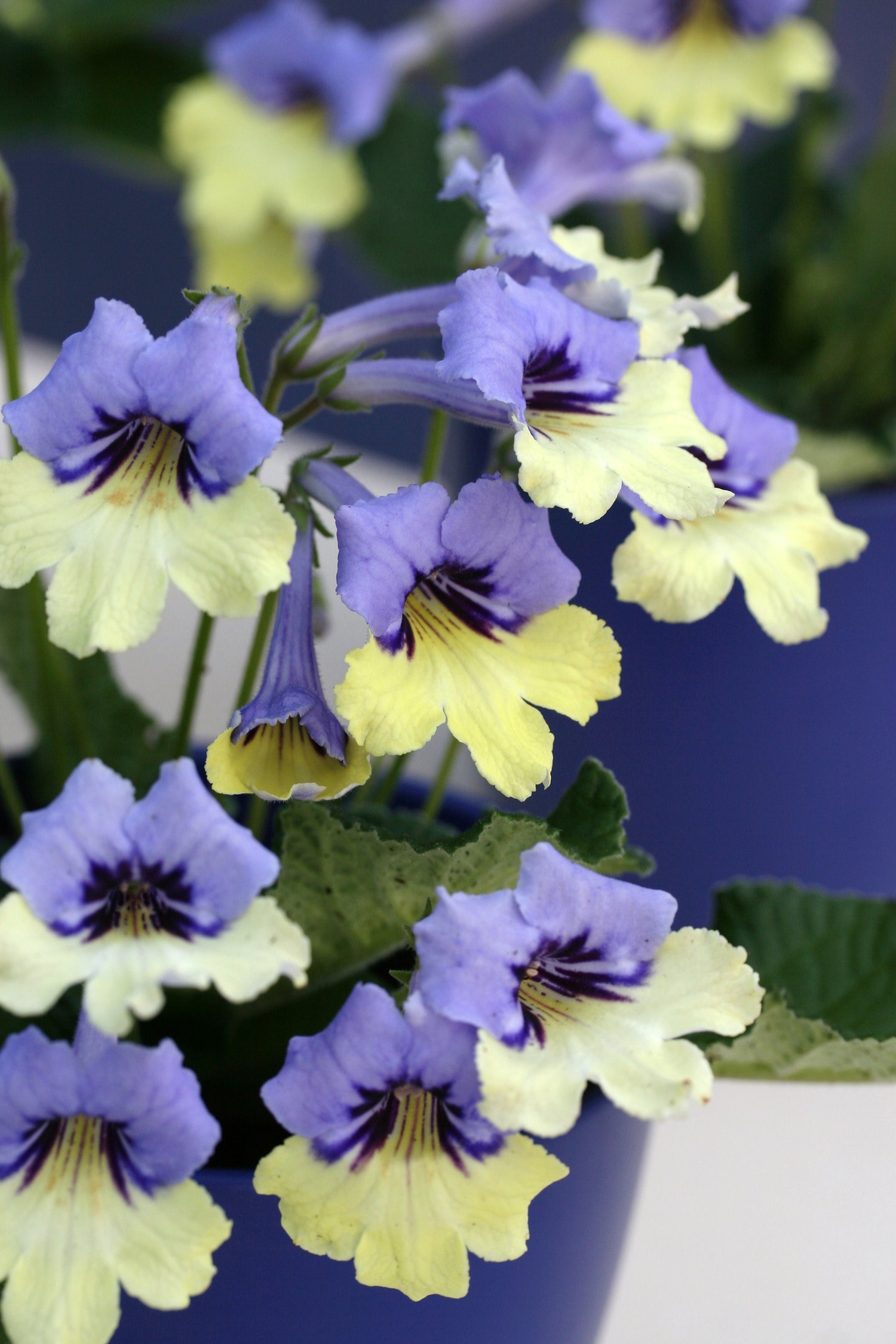 A Collection of Harlequin Streptocarpus - Dibleys