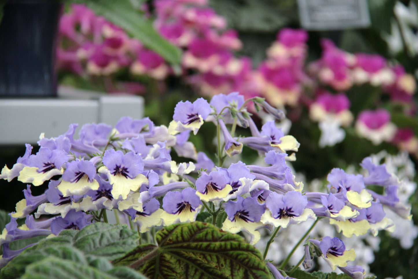 Streptocarpus Harlequin Blue - RHS Plant of the Decade - Dibleys