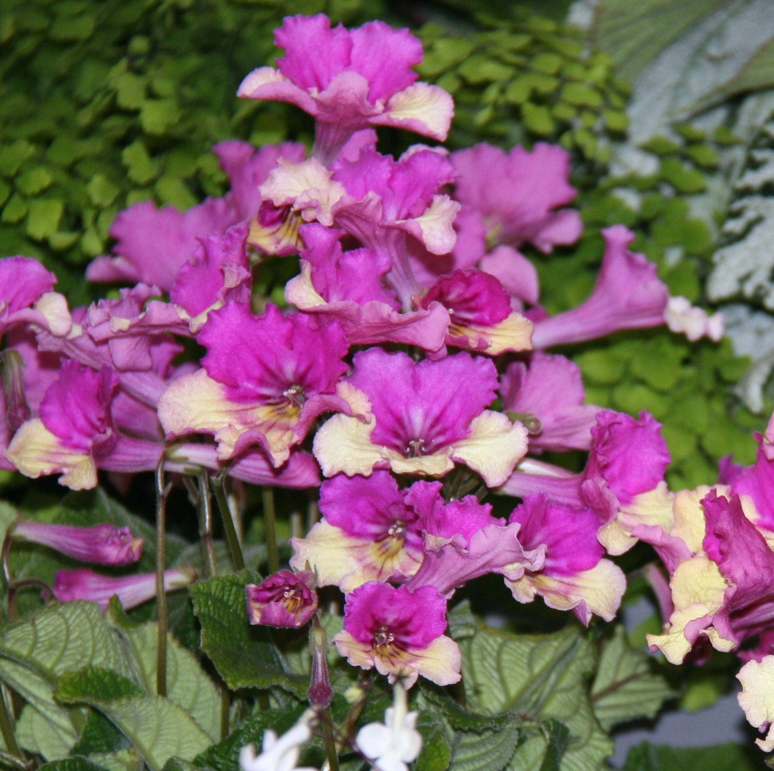 A Collection of Harlequin Streptocarpus - Dibleys