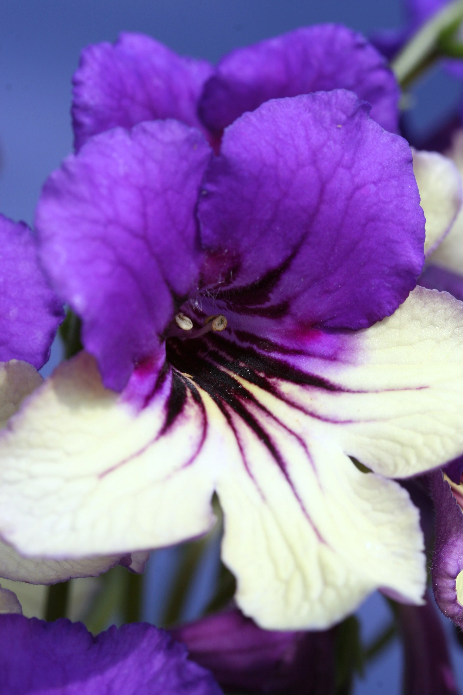 A Collection of Harlequin Streptocarpus - Dibleys