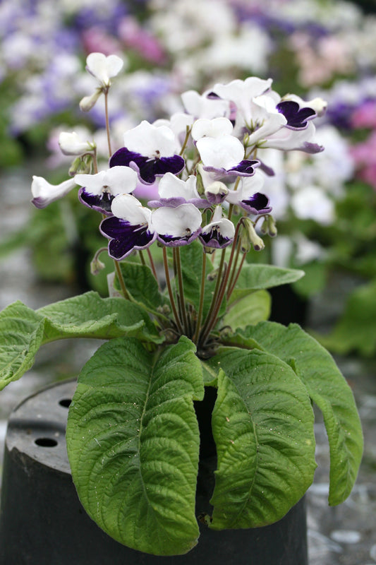 Streptocarpus Harlequin Sapphire - Dibleys