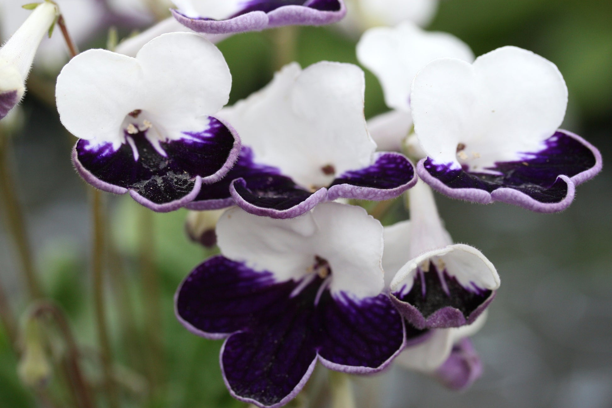Streptocarpus Harlequin Sapphire - Dibleys