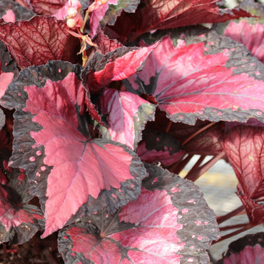 Begonia Holiday