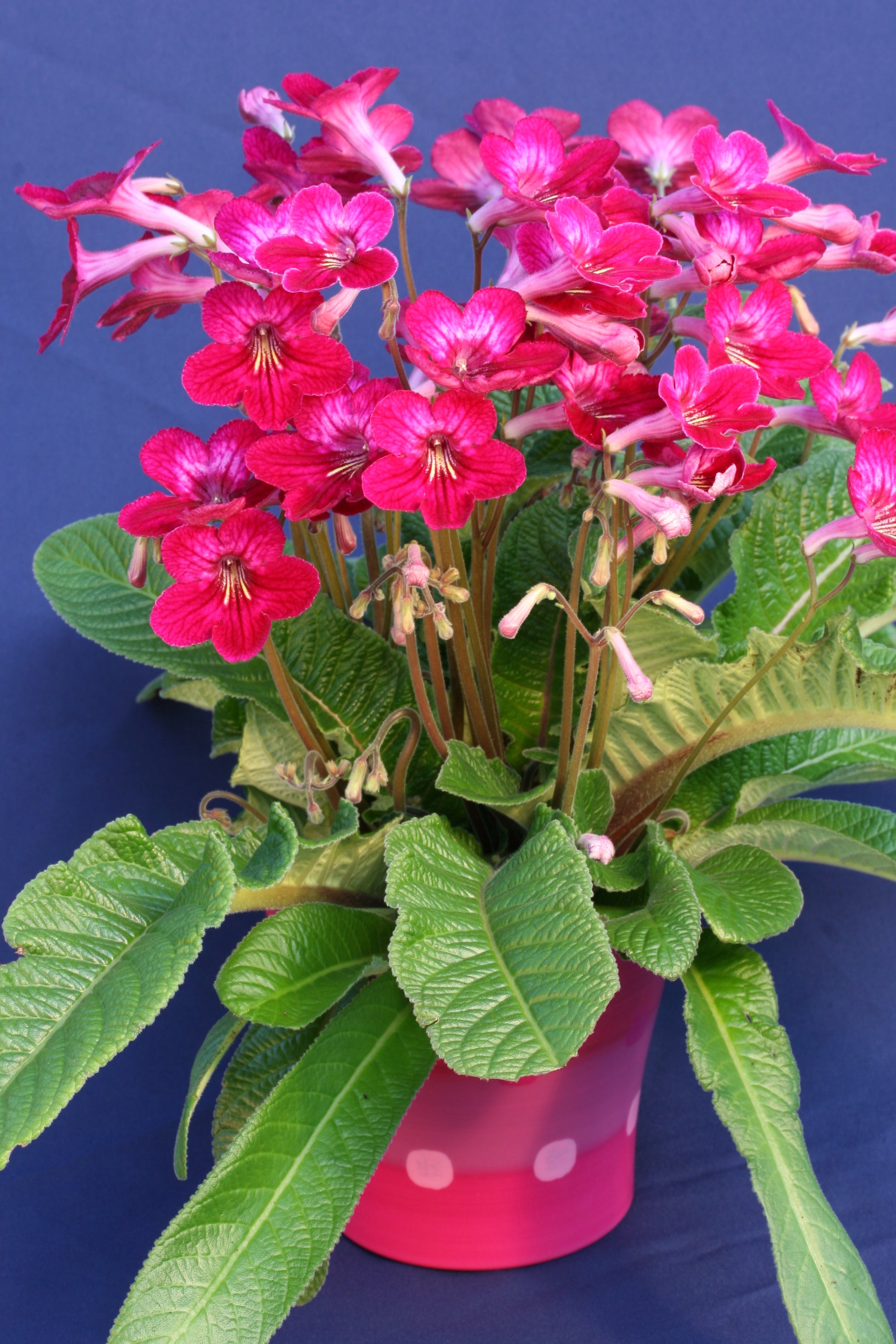 Streptocarpus Hope - Dibleys