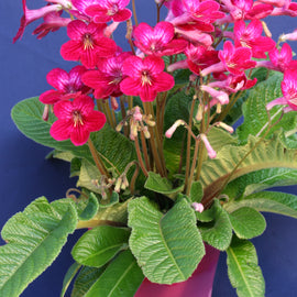 Streptocarpus Hope