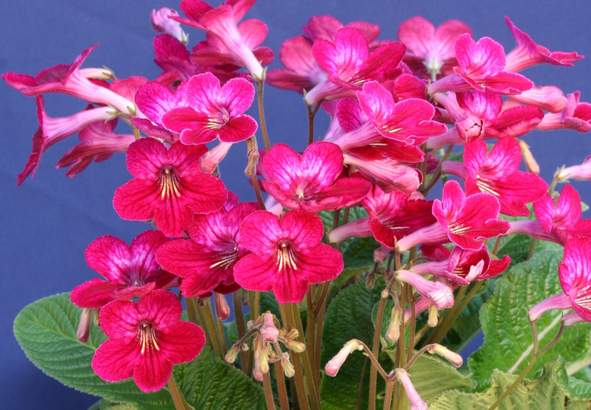 A Collection of Streptocarpus (our selection) - Dibleys