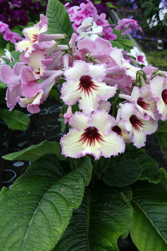 Streptocarpus DS-Horus - Dibleys