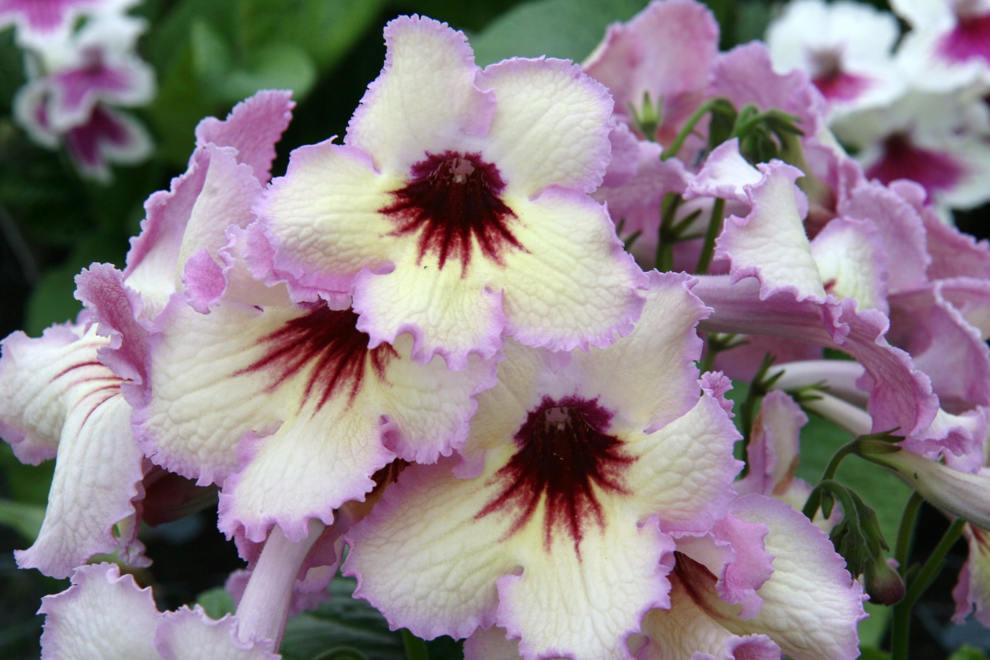 Streptocarpus DS-Horus - Dibleys