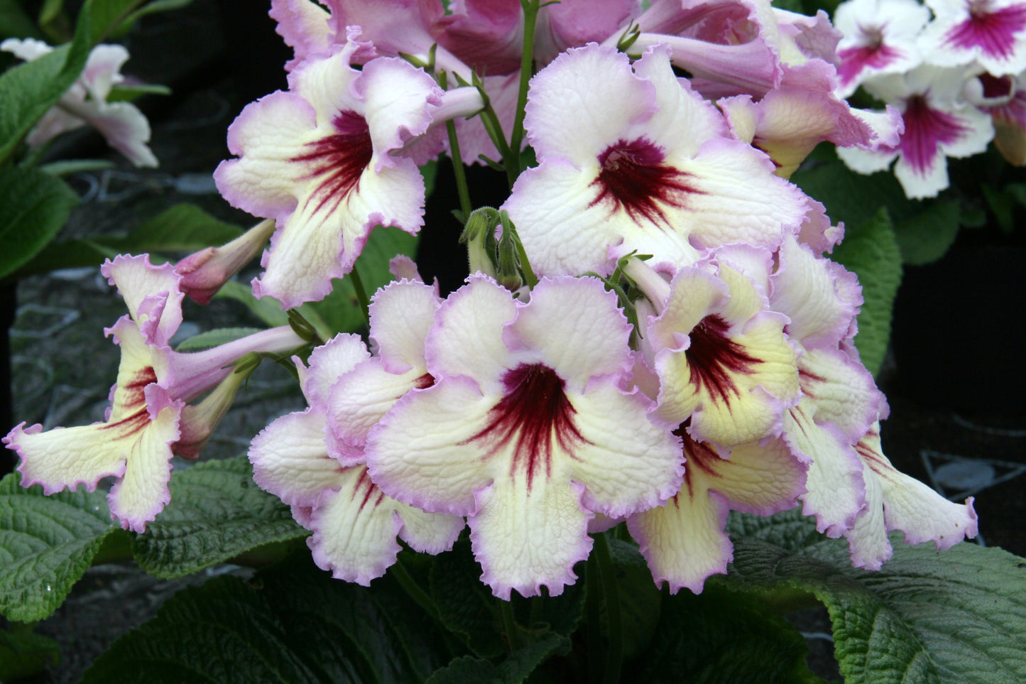 Streptocarpus DS-Horus - Dibleys