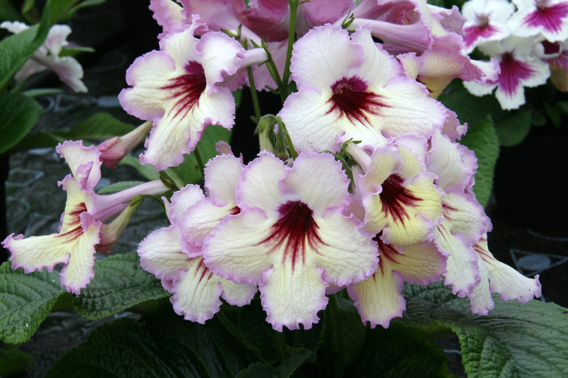 Streptocarpus DS-Horus - Dibleys