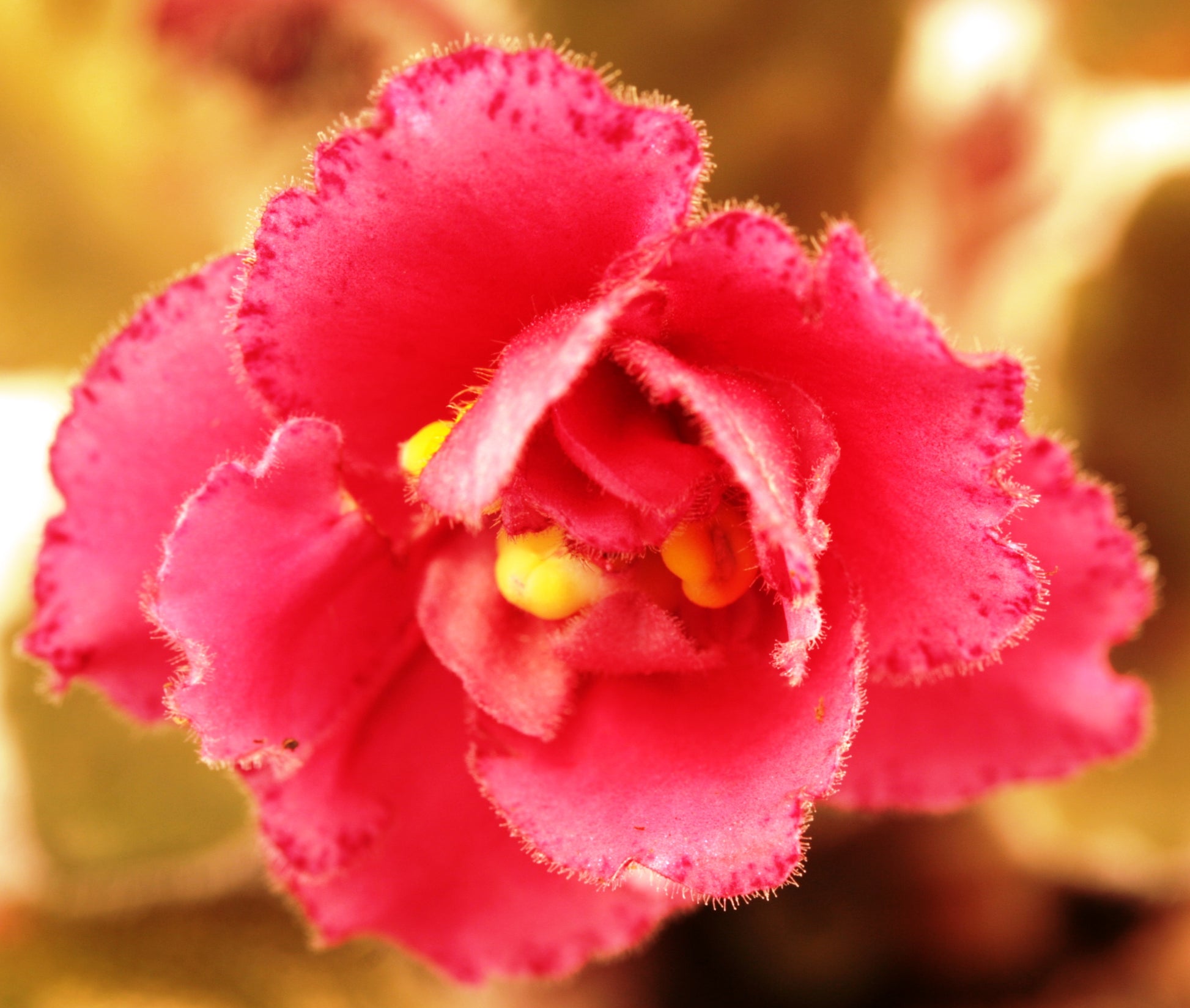 Hot Summer Day - Dibleys