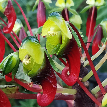 Impatiens parasitica