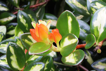 Nematanthus gregarius Variegata - Dibleys