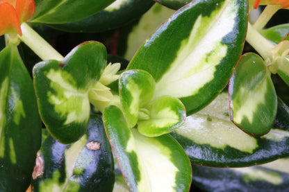 Nematanthus gregarius Variegata - Dibleys