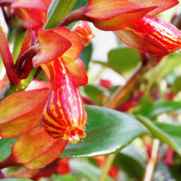 Nematanthus Tropicana