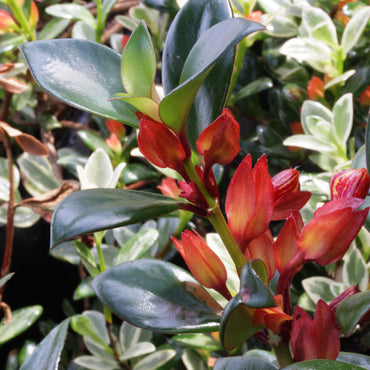 Nematanthus Tropicana