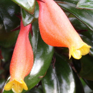 Nematanthus Jungle Lights