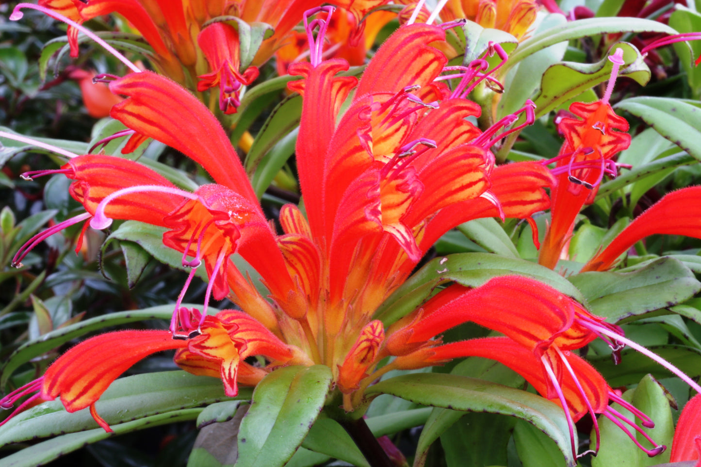 Aeschynanthus Hot Flash - Dibleys