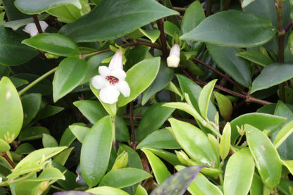 gracilis - Dibleys