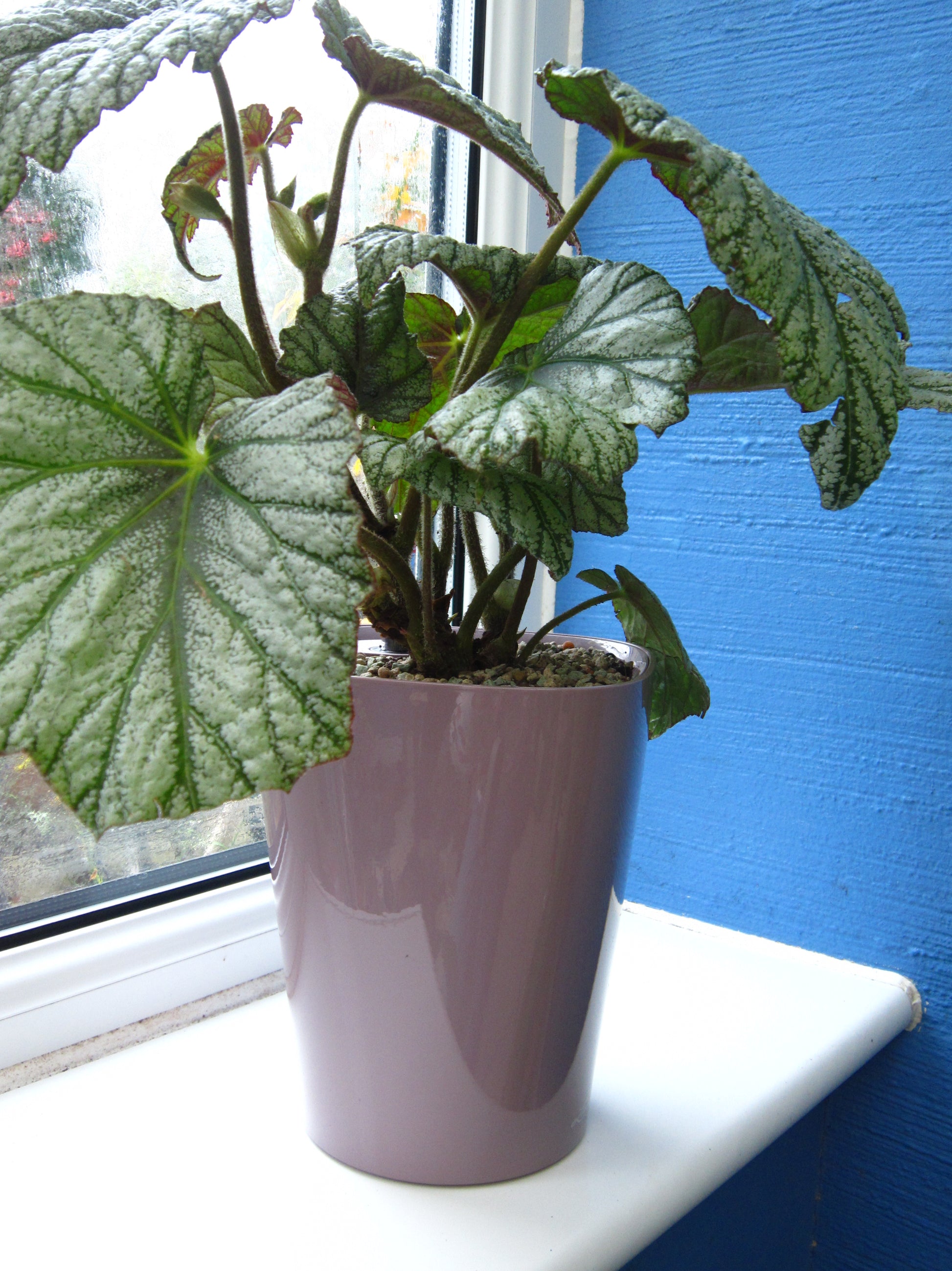 Self-watering Lechuza Medium Deltini - Dibleys