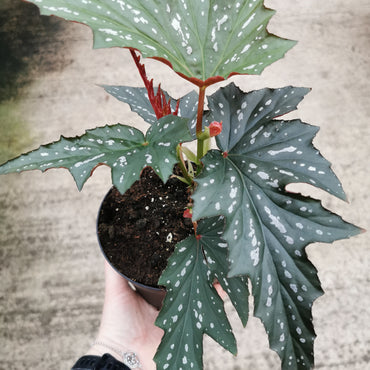 Begonia Sophie Cecile