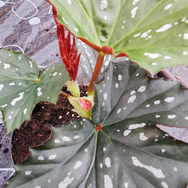 Begonia Sophie Cecile