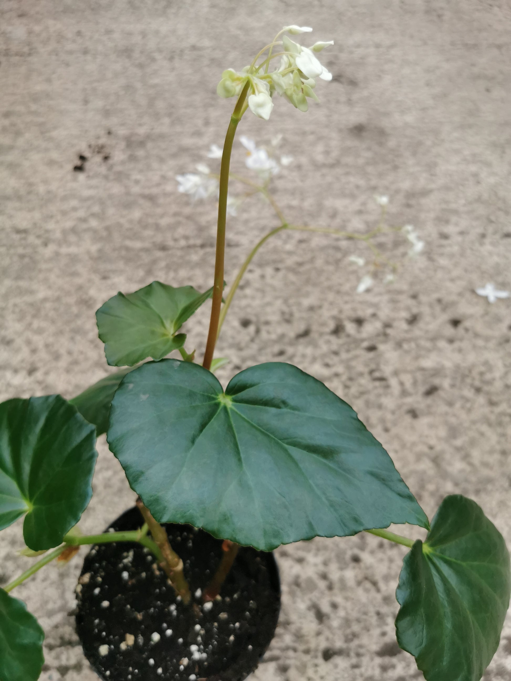 odorata alba - Dibleys