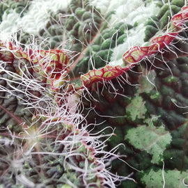 Begonia sizemoreae (syn. longiciliata)