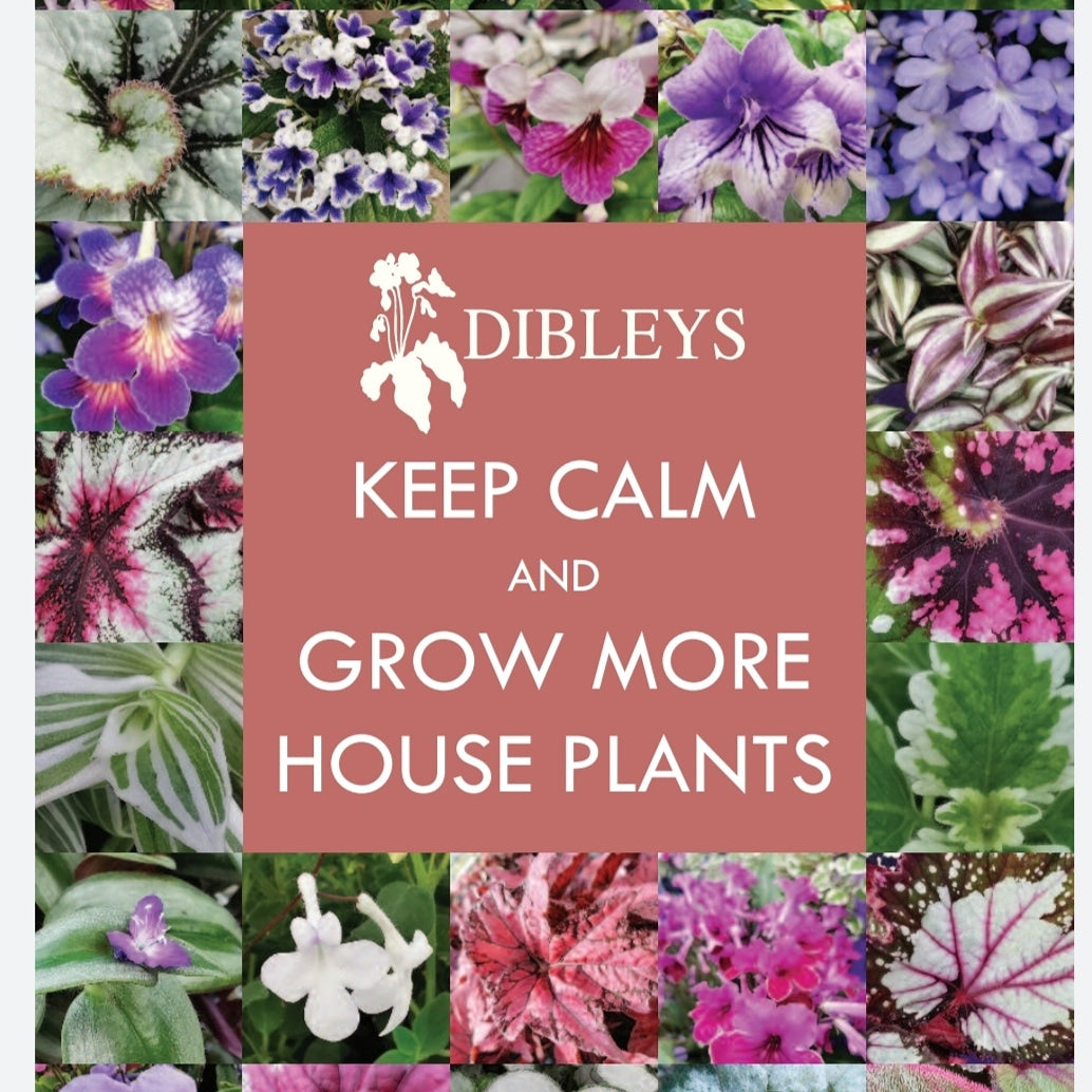 Plug Plants/Starter Plants: All plug plants will be re-listed and available to order from mid January 2024 for March onwards delivery.