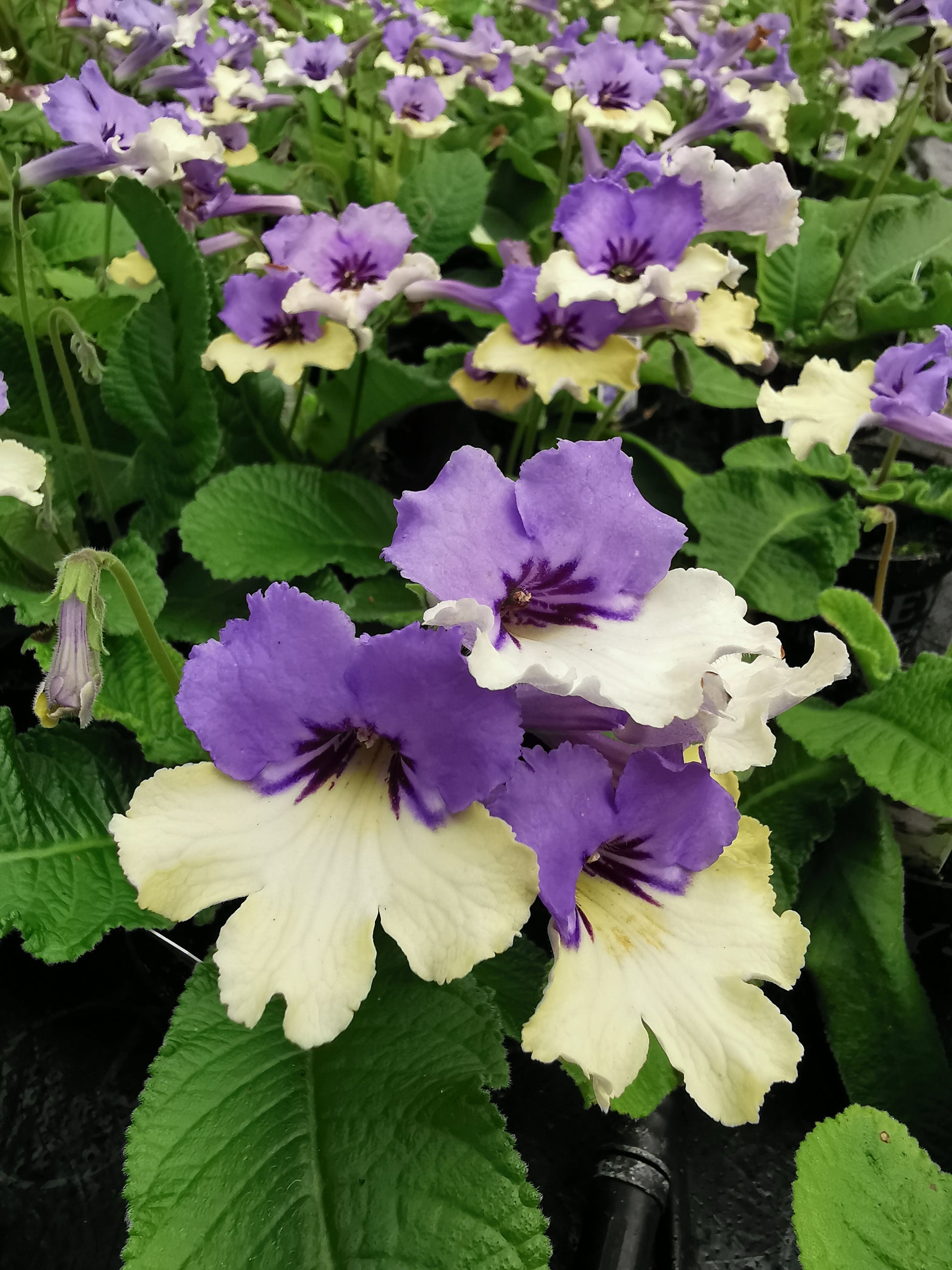 Streptocarpus Harlequin Blue - RHS Plant of the Decade - Dibleys