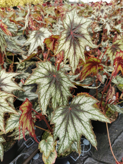 Begonia Little Brother Montgomery - Dibleys