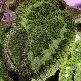 Begonia sizemoreae (syn. longiciliata)