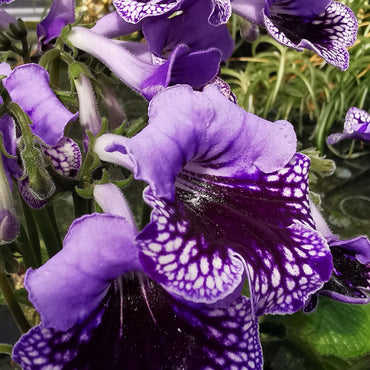 Streptocarpus Sphinx