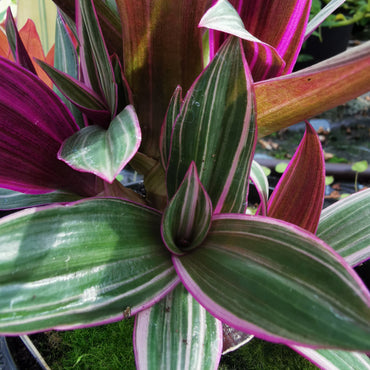 Tradescantia spathacea