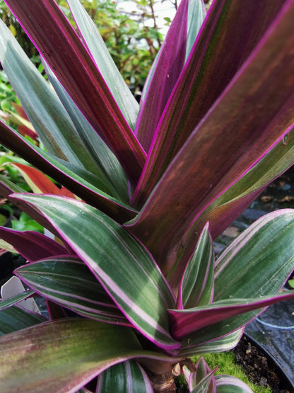 spathacea Sitara - Dibleys