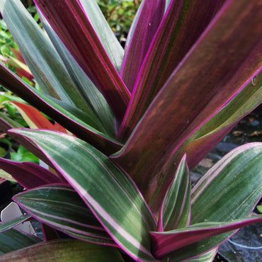 Tradescantia spathacea