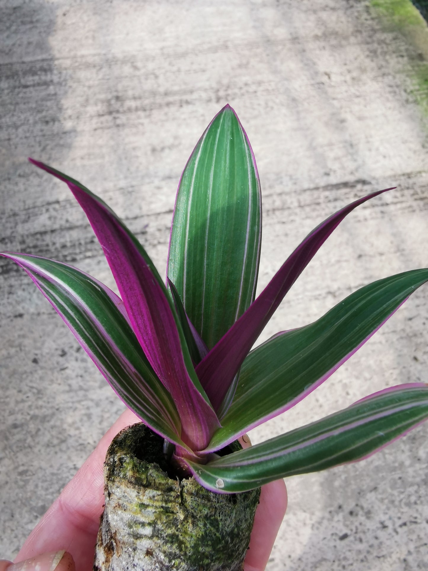 spathacea Sitara - Dibleys