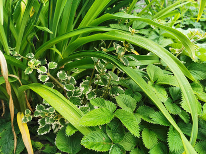 madagascariensis 'Lynne' - Dibleys