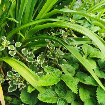 Plectranthus madagascariensis 'Lynne'