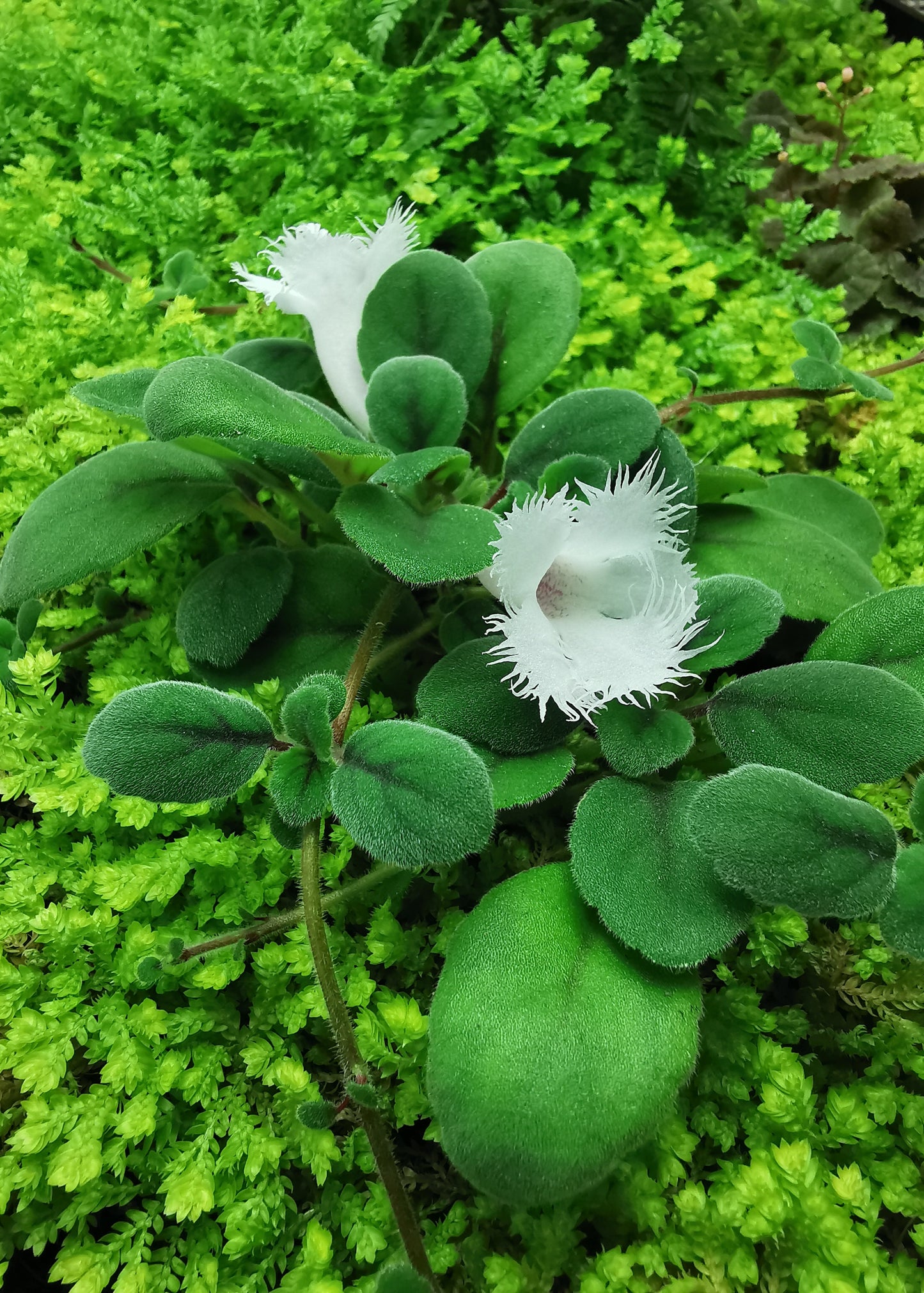 Alsobia dianthiflora - Dibleys
