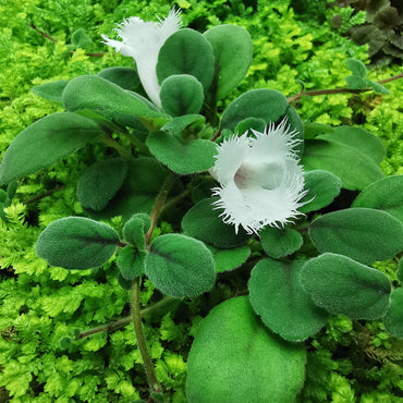 Alsobia dianthiflora