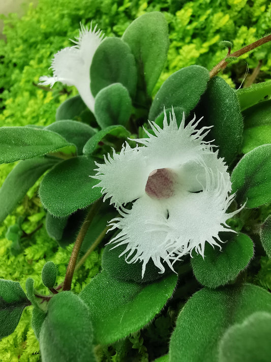 Alsobia dianthiflora - Dibleys