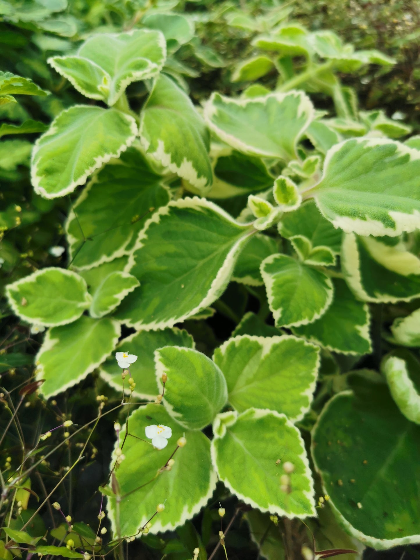 amboinicus variegata - Dibleys