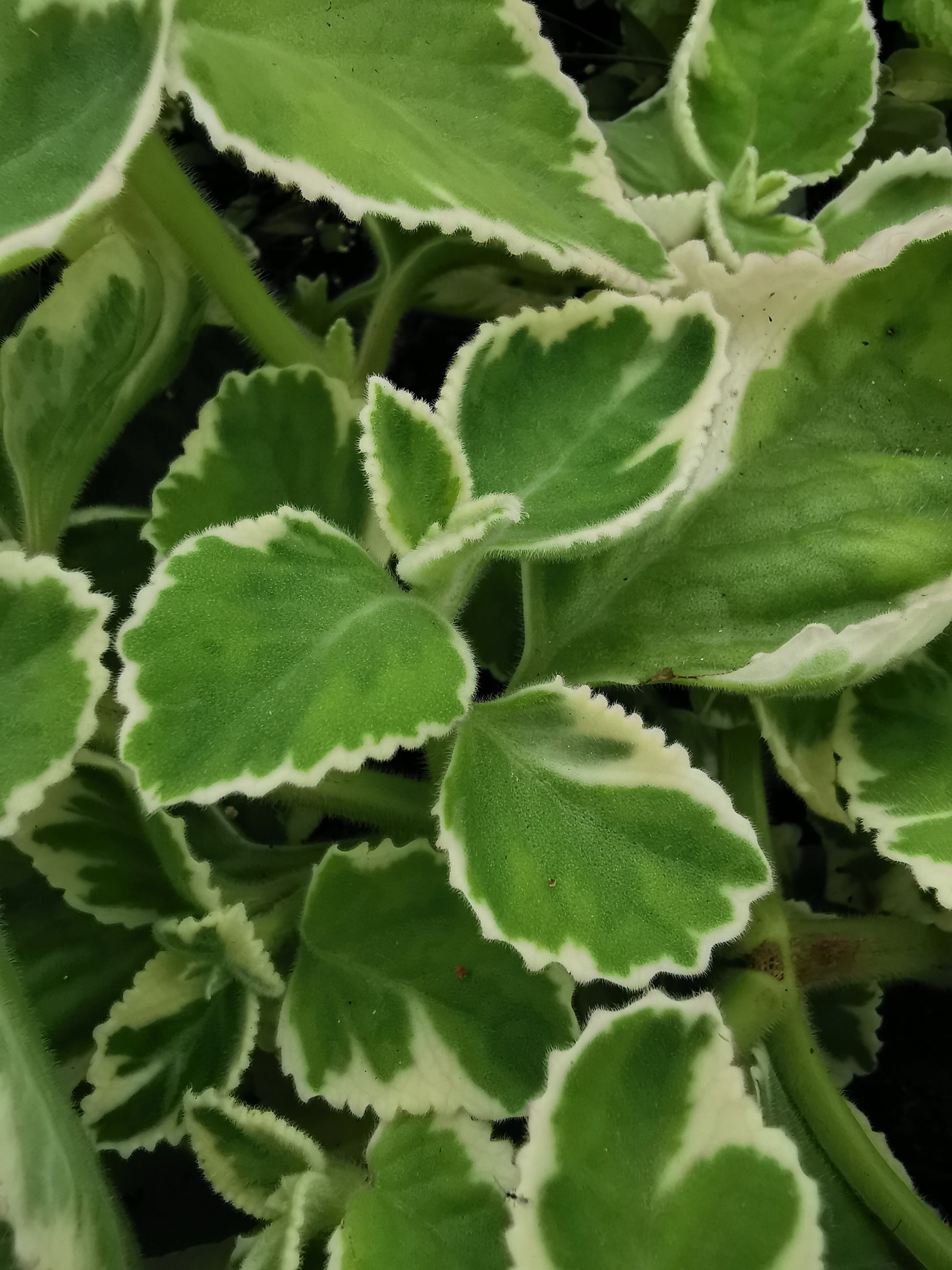 amboinicus variegata - Dibleys