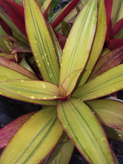 Tradescantia spathacea