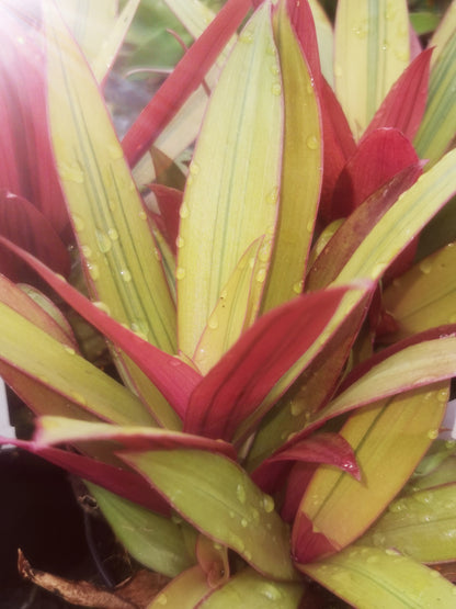 Tradescantia spathacea